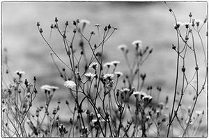 poetic-mini-38