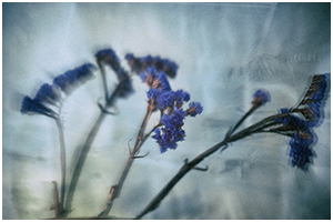 transient